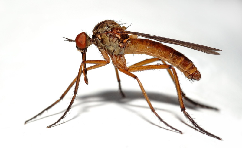 animals in the wild, Midge, focus on foreground, no people, animal body part, one animal, Animal, studio shot, full length, nature, poisonous, indoors