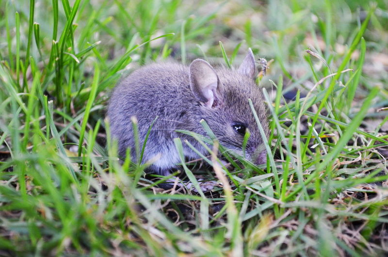 no people, rodent, animal wildlife, animal themes, nature, grey baby mouse, land, close-up, animals in the wild, grey mouse, grass, wildlife, rat, outdoors