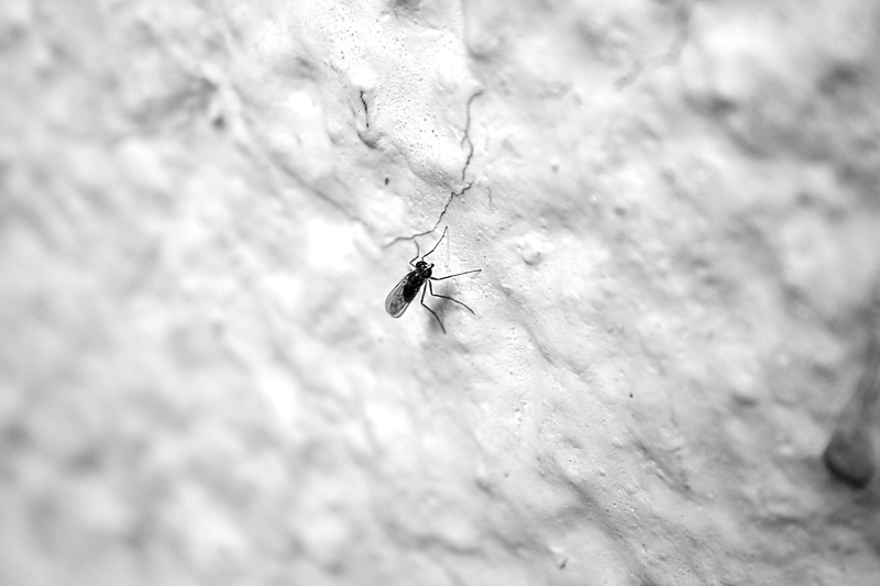 macro, pest, solid, rock, bug, zoology, mosquito, animal body part, parasitic, 2K, fly, day, outdoors, selective focus, nature, parasite, malaria, invertebrate