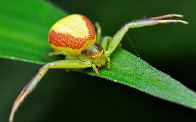 animal themes, zoology, selective focus, nature, orange, wildlife, plant part, animal body part, outdoors, crab, insect, focus on foreground, plant, arachnid
