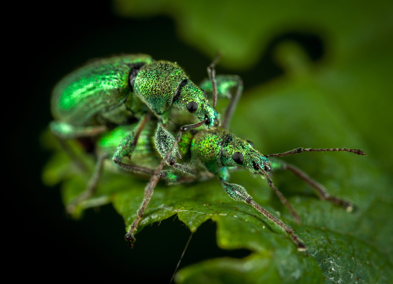 animal, animal eye, pest, two, animal wildlife, animal themes, plant part, invertebrate, animal body part, animals in the wild, 4K, photo, green color