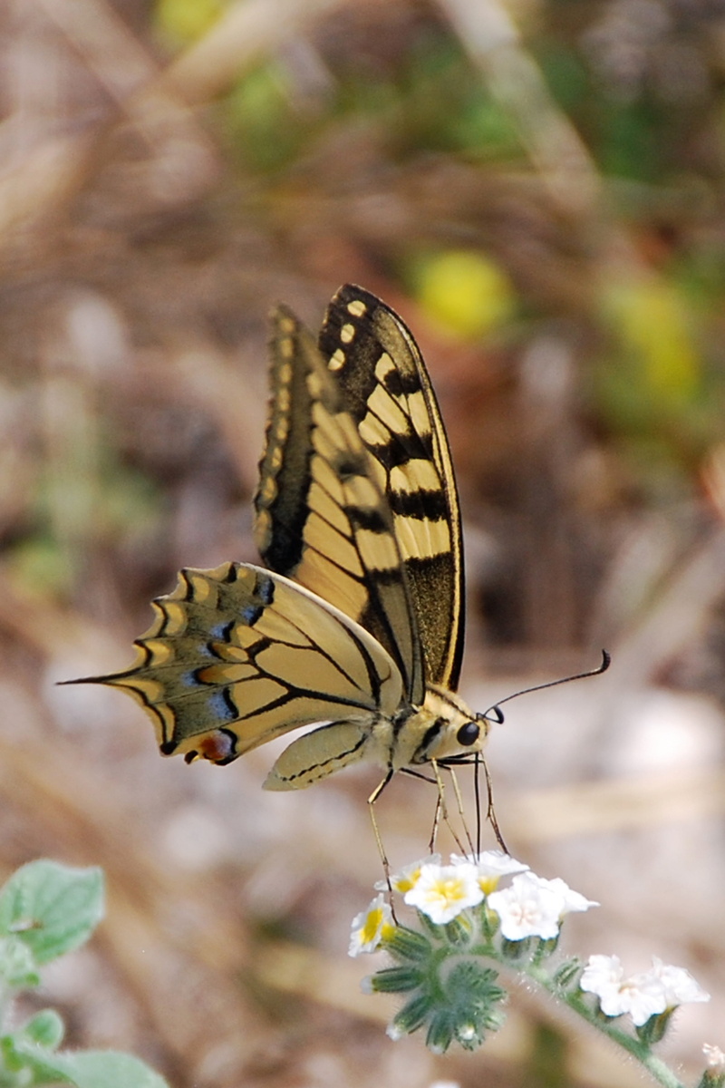 shallow focus, animal wildlife, insect, yellow, pollination, brown, close, butterfly - insect, 4K, focus, black and brown, photography, flowering plant