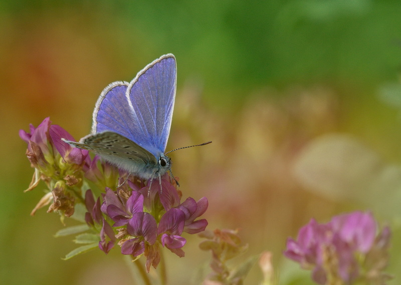 one animal, common blue, meadow, vulnerability, animal, freshness, restharrows blue, animals in the wild, summer, insect, color, black, animal wing, lycaenidae