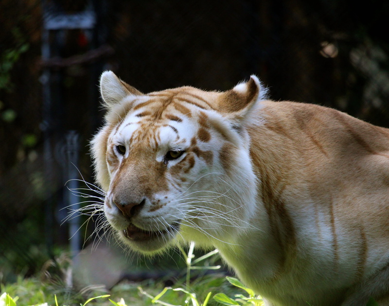 animal head, feline, vertebrate, predator, Cat, Big Cat, liger, one animal, looking, nature, animal wildlife, close-up, outdoors, 4K, animal themes, carnivora