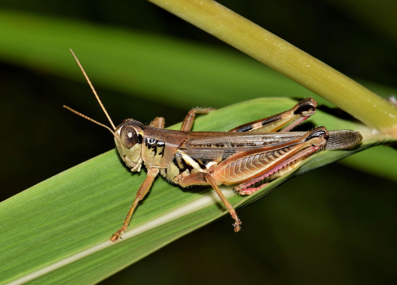 focus on foreground, nature, flying insect, pest, creature, animal body part, one animal, plant, animals in the wild, grasshopper, close-up, winged insect