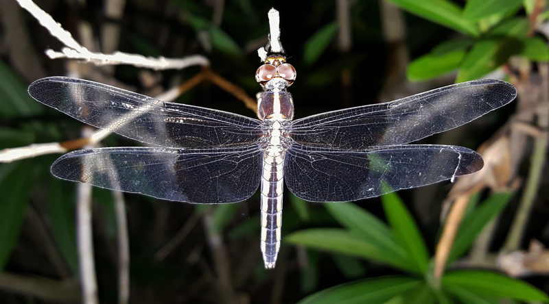 outdoors, animal themes, invertebrate, 4K, flying insect, close-up, animal wing, dragonfly, animal, one animal, close up, bug, winged insect, animals in the wild