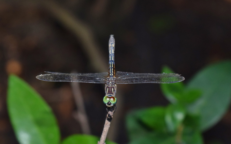 animals in the wild, anisoptera, beauty in nature, creature, animal, animal wing, invertebrate, wings, outdoors, nature, animal wildlife, focus on foreground