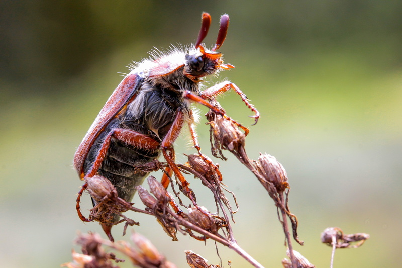 beauty in nature, insect, fauna, outdoors, no people, full length, flying insects, animal wildlife, close-up, arthropod, 4K, fragility, nature, focus on foreground