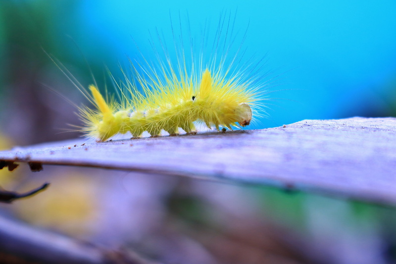 crawling, animal, insects, one animal, 5K, outdoors, bugs, stem, poisonous, invertebrate, bug, small, caterpillar, animals in the wild, close-up, worm