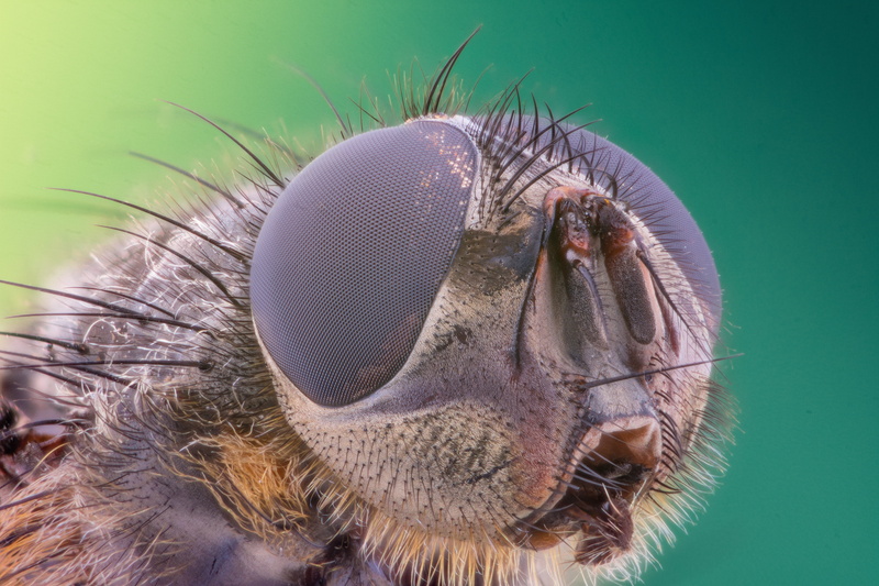 one animal, invertebrate, animal eye, color, nature, fly, spring, vertebrate, animals in the wild, outdoors, hair, flies, natural, animal body part, animal mouth