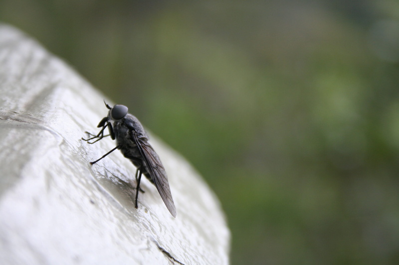 animals in the wild, animal wildlife, zoology, closeup, Animal, Fly, Bug, close-up, mosquito, Insect, animal Wing, day, focus on foreground, one animal