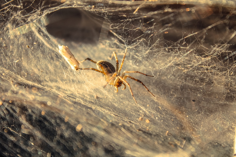 wildlife, close-up, one animal, animal themes, web, invertebrate, outdoors, animal wildlife, day, animals in the wild, arthropod, fragility, zoology, small