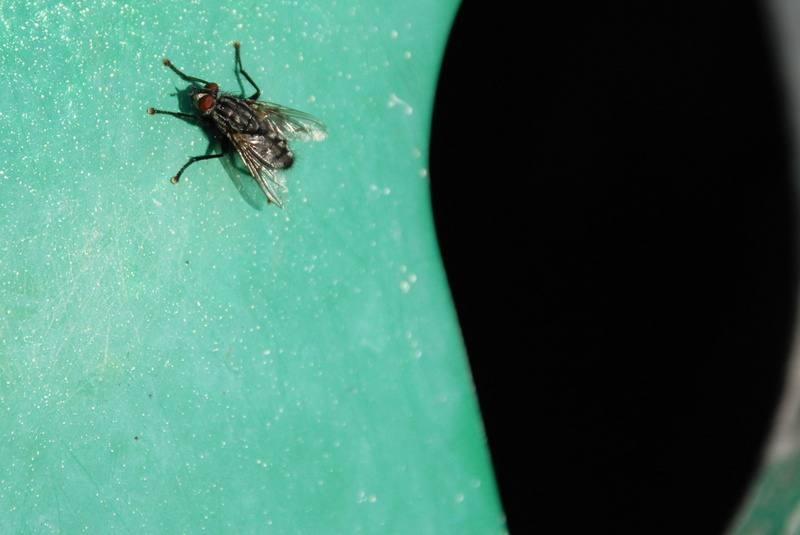 zoology, animals in the wild, animal, animal themes, invertebrate, nature, Disease, animal wildlife, Insect, sitting, Pest, beauty in nature, animal wing