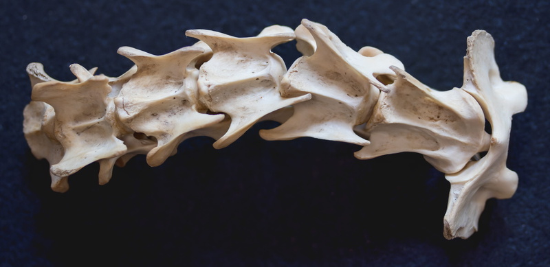 still life, animal skull, spine, 4K, no people, death, animal themes, textile, mortal, black, deer, skeleton, bone, fuchs, backbone, black background