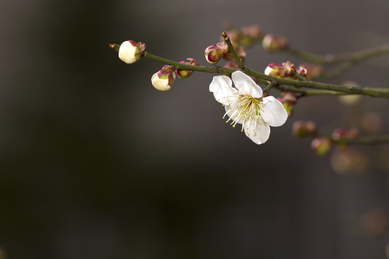 fruit, spring, quisqualis indica, plants, growth, season, cherry blossom, flowering plant, white, photo, backbone, plant, no people, petaled, close-up