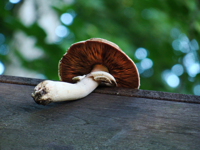 2K, close-up, focus on foreground, poisonous, fungus, wood - material, outdoors, vegetable, the parasite, the collection of, mushroom, animal wildlife