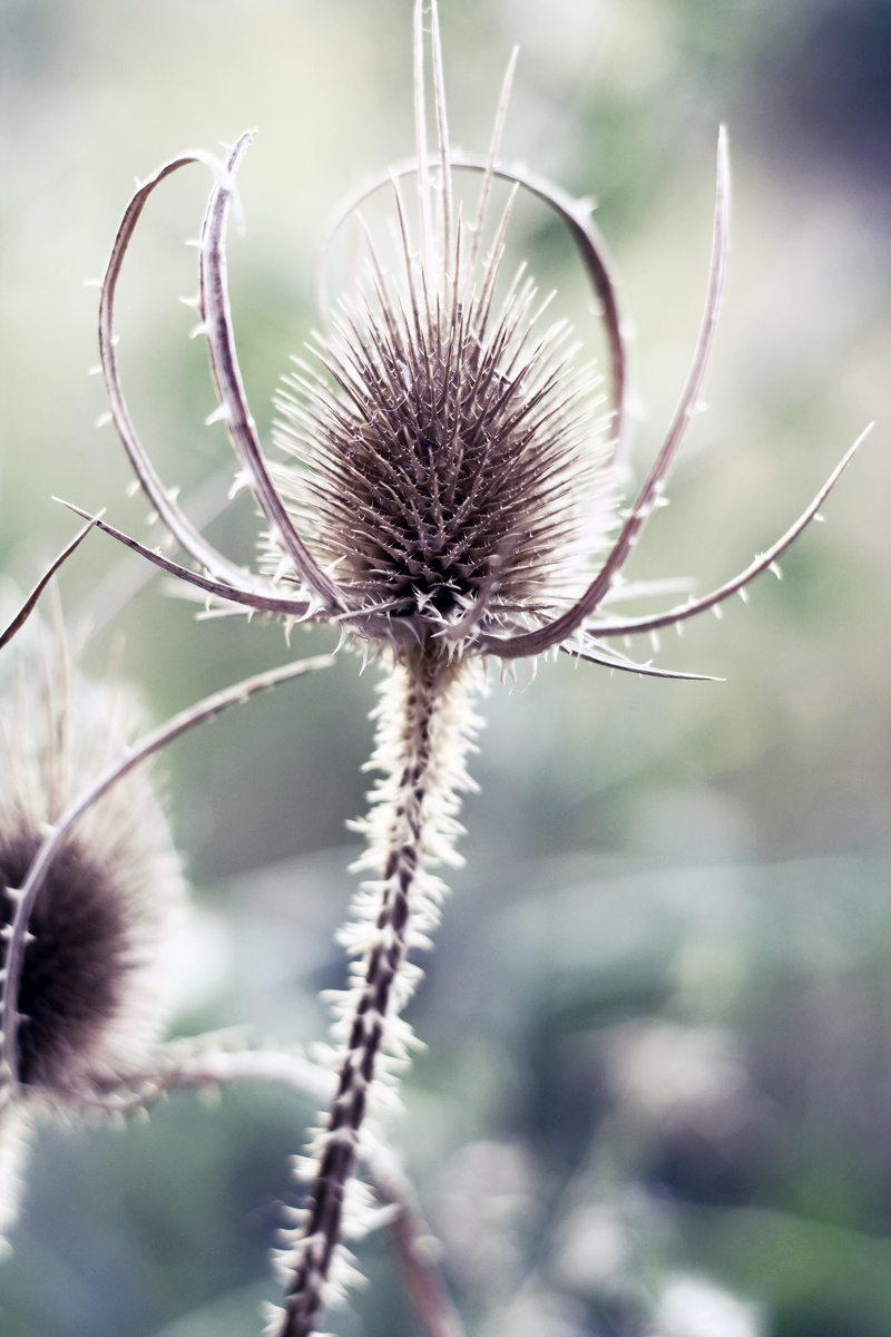 harm, vulnerability, natural, fragility, nature, blur, flower, geometry, beautiful, beauty in nature, plant, flowering plant, france, dried plant, spiky