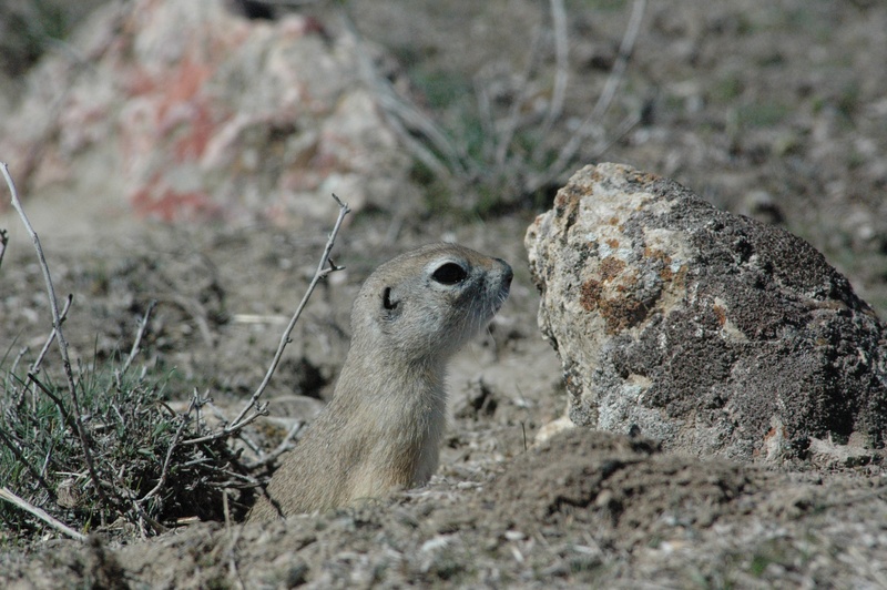 rodent, close-up, animal themes, herbivorous, field, day, rock - object, land, selective focus, vertebrate, mammal, harmful, outdoors, nature, animals in the wild