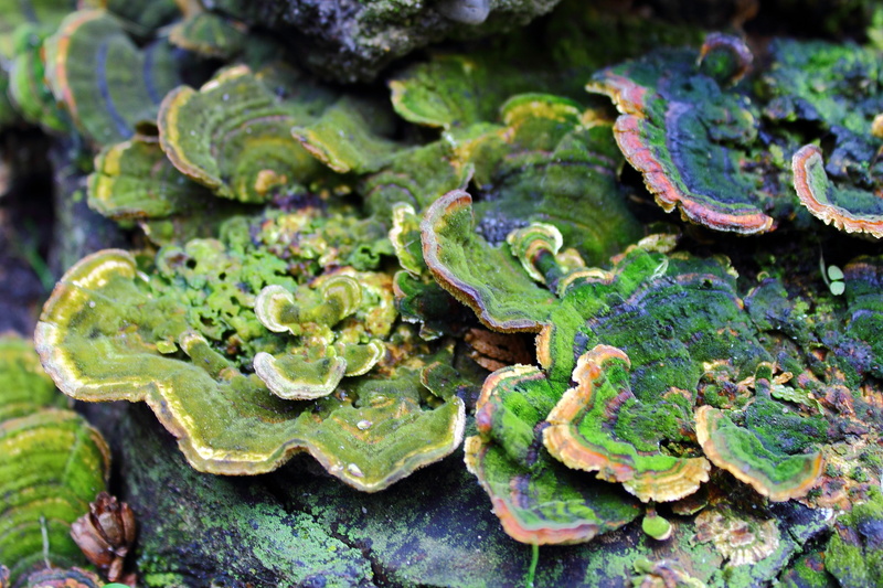 tree, green color, moss, vegetable, plant, wild, selective focus, green, the parasite, wood - material, high angle view, beauty in nature, harmful, mushroom