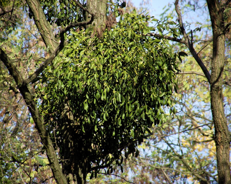 green color, branch, green, plant, nature, day, outdoors, focus on foreground, foliage, tranquility, beauty in nature, 2K, the parasite, tree canopy, harmful