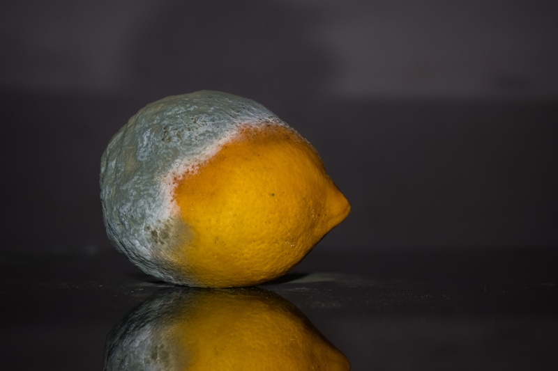 mold, healthy eating, freshness, overriped, fungus, indoors, food, citrus fruit, lemon, studio shot, reflection, decay, green, table, food and drink, wellbeing