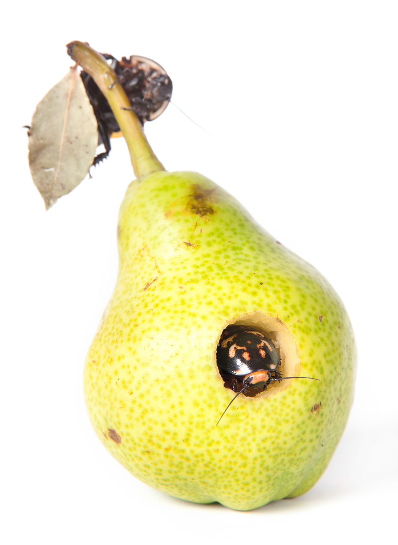 putrid, rotten, studio shot, image, object, animal, group, take, old, close-up, 2K, healthy, one animal, lunch, fruit, isolated, white, green color, no people