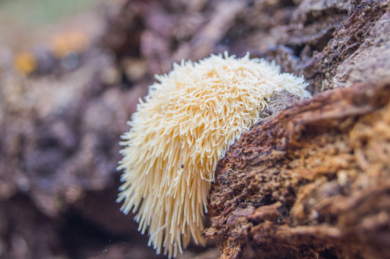 log, outdoor, sea life, sea, background, animal themes, fungi, close-up, outdoors, no people, rotten, beauty in nature, invertebrate, 4K, day, mane, lions