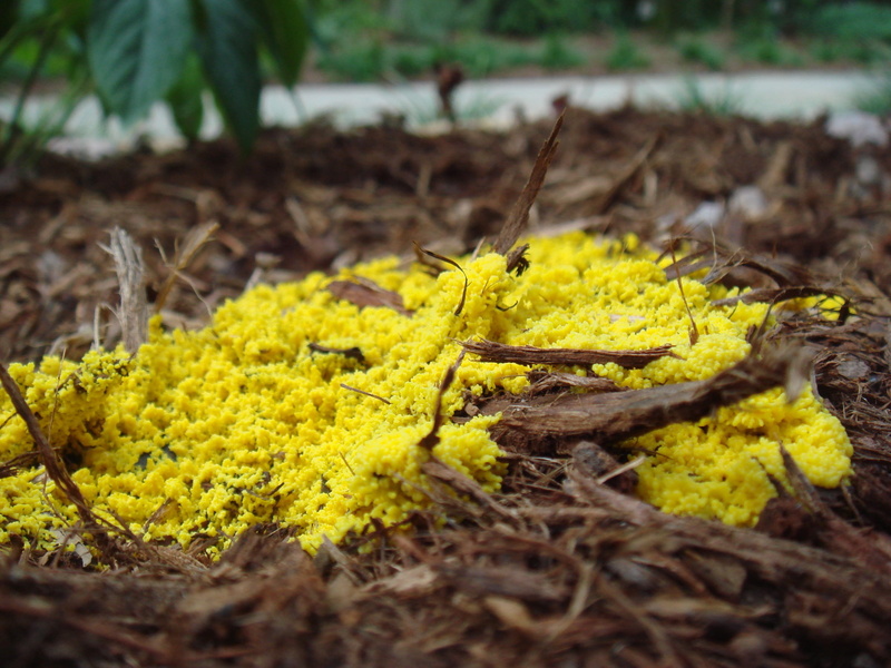 food and drink, rotten, freshness, no people, vulnerability, growth, selective focus, yellow, organic, moldy, leaf, old, food, flower, land, mildew, fungi
