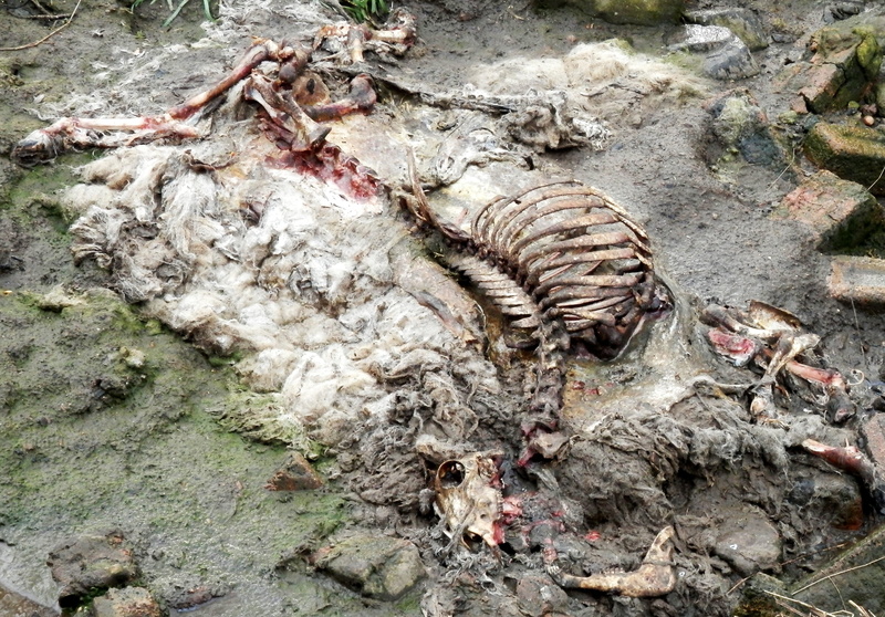 land, decomposed, animal themes, bone, no people, 2K, animals in the wild, outdoors, Carcass, solid, tree, field, textured, close-up, Rib, one animal