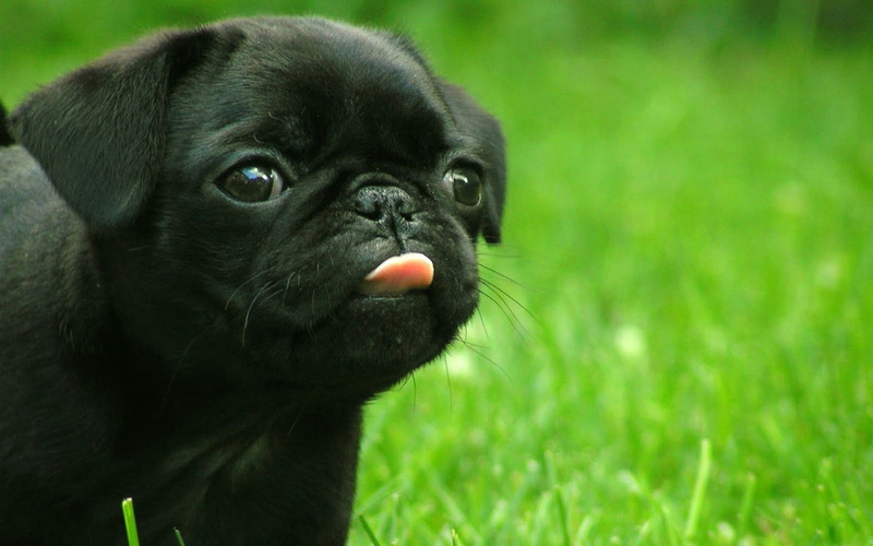 outdoors, domestic Animals, puppy, purebred Dog, lap dog, plant, black Color, no people, tongue, dog, nature, animal head, one Animal, cute, pets, animals And Pets