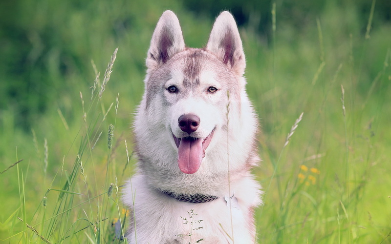 purebred Dog, animal Tongue, sticking out tongue, white, field, mouth open, collar, fun, facial expression, brown, one Animal, sled Dog, animal, siberia