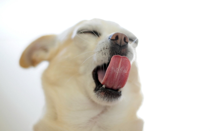 one Animal, whisker, pets, fun, white background, friendship, obedience, retriever, snout, animal themes, dog, studio Shot, canine, vertebrate, close-up