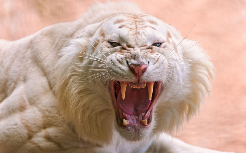 one Animal, anger, white, whisker, male Animal, feline, large, animal mouth, animal Teeth, snarling, human Face, roaring, facial expression, looking, vertebrate
