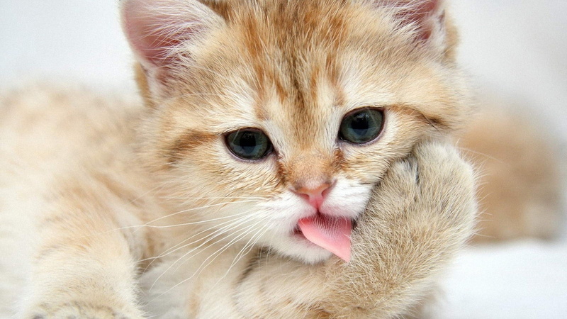 small, no people, beautiful, human Face, animal head, cute, nature, whisker, fluffy, young Animal, facial expression, one Animal, close-up, animal mouth