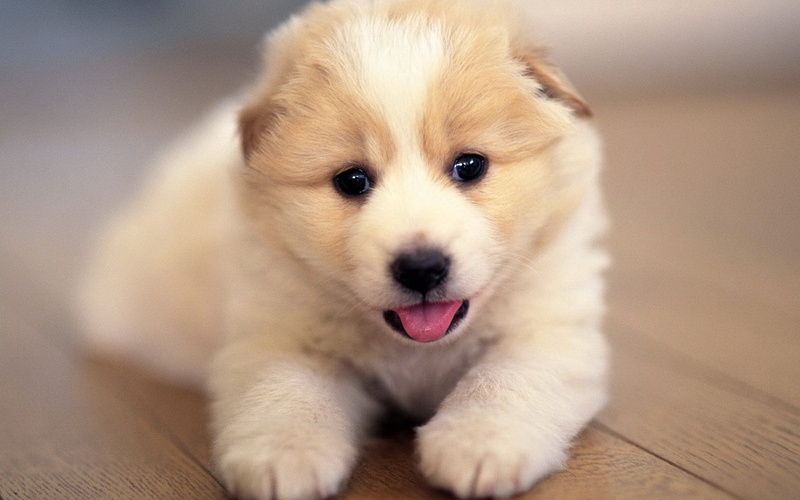 outdoors, beautiful, vertebrate, looking at camera, puppy, white, young Animal, fur, small, lie, animal head, canine, dog, animal tongue, portrait, animal themes