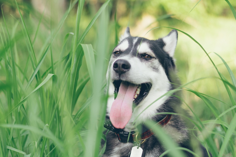 beauty, purebred Dog, fur, field, one Animal, mammal, animal, mouth open, domestic Animals, human Face, puppy, black, fun, animal themes, white, protruding tongue