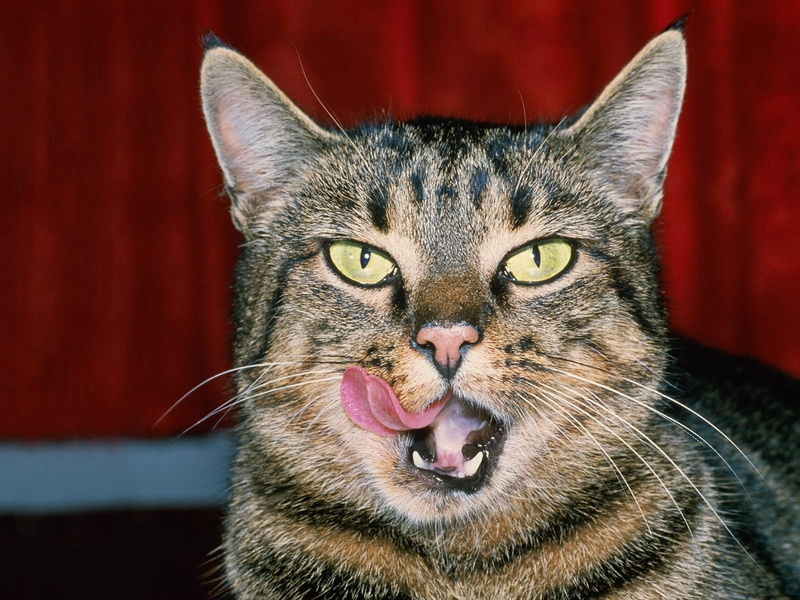 aggression, human Face, mouth, cat, domestic Animals, gray, animal Nose, portrait, fur, cute, tabby, lick, 720P, animal tongue, mouth open, one Animal