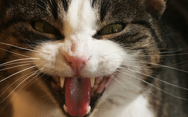animal mouth, teeth, domestic Animals, focus on foreground, cat, no people, animal Eye, white, fluffy, vertebrate, mammal, looking, paw, animal themes
