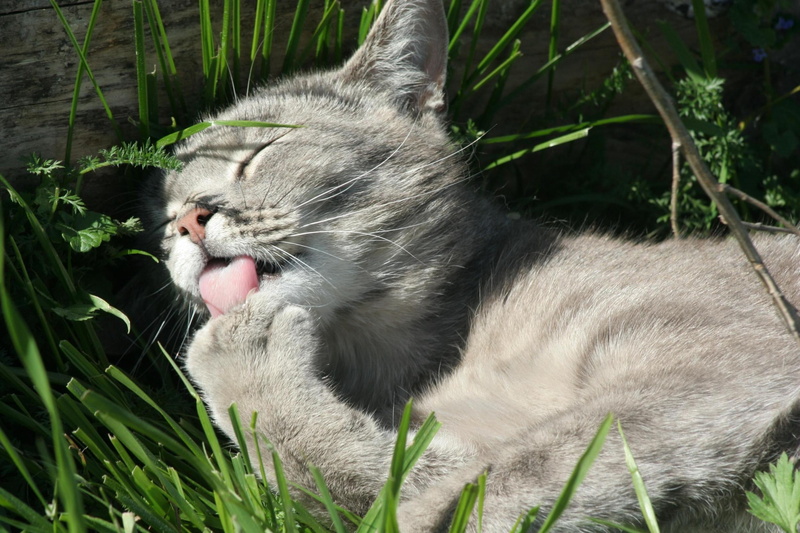 domestic Animals, gray, wash, small, mouth, beauty In Nature, human Face, striped, short, green Color, carnivore, grass, cute, portrait, no people, tabby