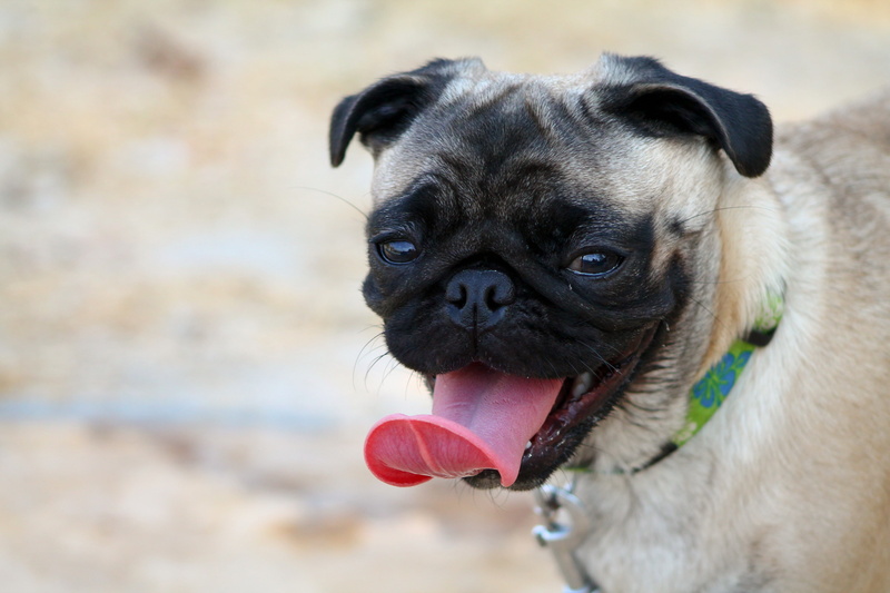 humor, looking, adult, vertebrate, puppy, domestic Animals, animal head, mouth open, small, fun, summer, brown, one Animal, human Face, 4K, animal, animal body part