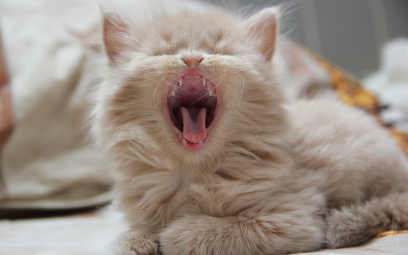 carnivore, animal Hair, 2K, eyes closed, fluffy, one Animal, indoors, domestic Animals, orange, tabby, facial expression, animal, vertebrate, mouth open