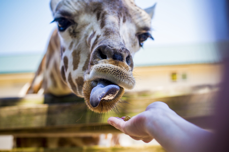 animal wildlife, snout, lip, hyena, eating, mouth open, henna, domestic animals, human, zoo, person, teeth, day, hand, outdoors, animal teeth, human body part