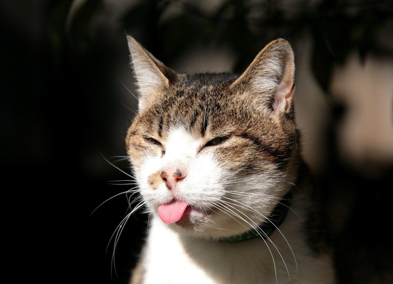 animal mouth, white, 720P, beautiful, animal Head, domestic Animals, domestic Cat, black background, no people, feline, striped, animal themes, close-up