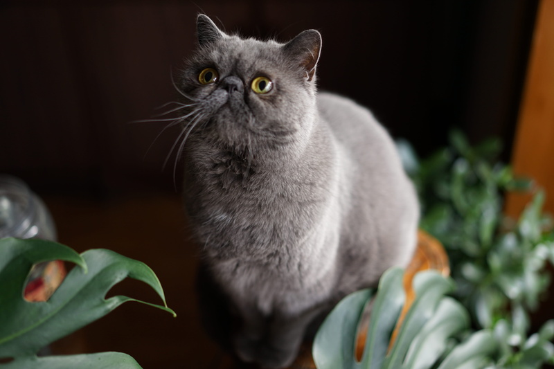 Teasing, one animal, looking, no people, close-up, mammal, whisker, 5K, portrait, domestic, gray, pets, domestic animals, domestic cat, relaxation, Curious