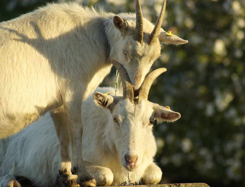 no people, day, sunlight, goats, vertebrate, animal, tease, contact, animal portrait, snuggle, nature, animal wildlife, mammal, animal themes, pets, animal head