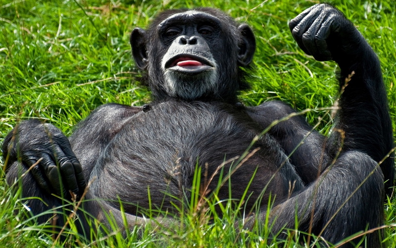 animal themes, chimpanzee, 1080P, Grass, Monkey, one animal, animal wildlife, nature, plant, primate, no people, gorilla, mammal, black color, Lying, portrait