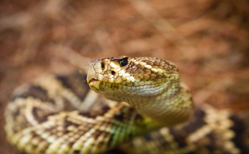 animals in the wild, vertebrate, one animal, poisonous, day, Rattlesnake, don, communication, tease, selective focus, animal themes, animal, Reptiles and Frogs