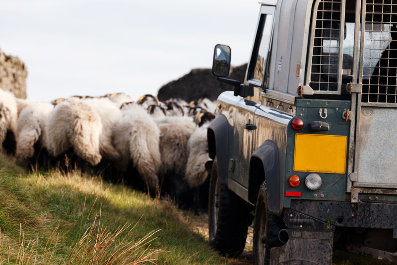 land, animals And Pets, group, rural, pets, Crowd, grass, mammal, flock, mode of transportation, pasture, defocused, road, rural Scene, day, Agriculture