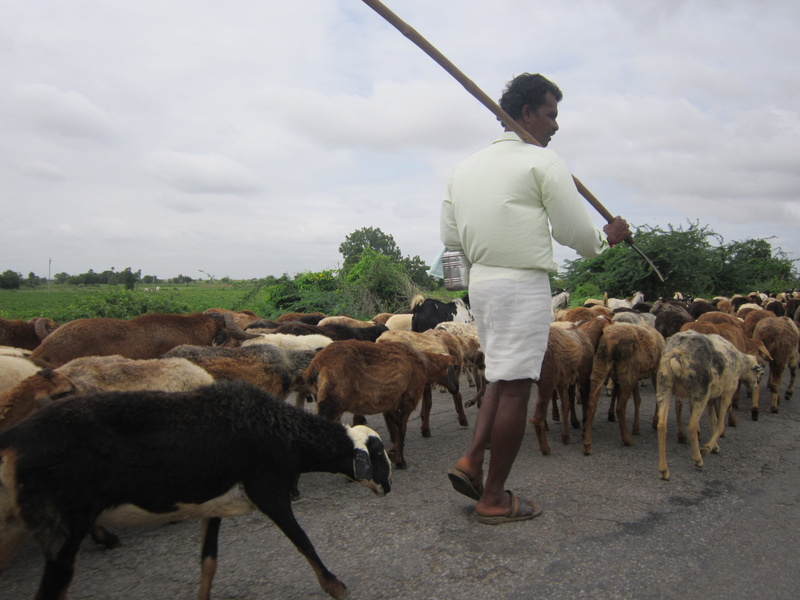 domestic, men, people, cattle, flock, rural, rural Scene, Sheep, male, outdoors, one man only, animal, farmer, livestock, group of animals, agricultural