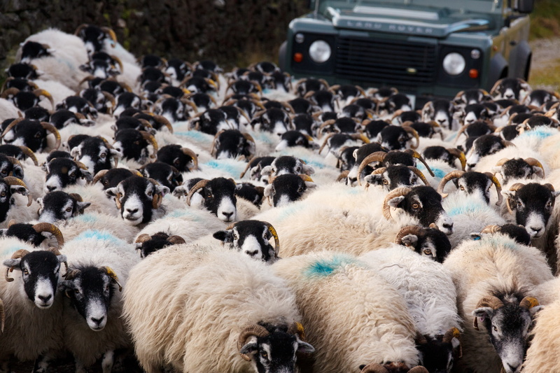 run, farming, car, Countryside, outdoors, mode of transportation, wool, rural, domestic, 4K, herbivorous, pets, mammal, farmer, group of animals, livestock